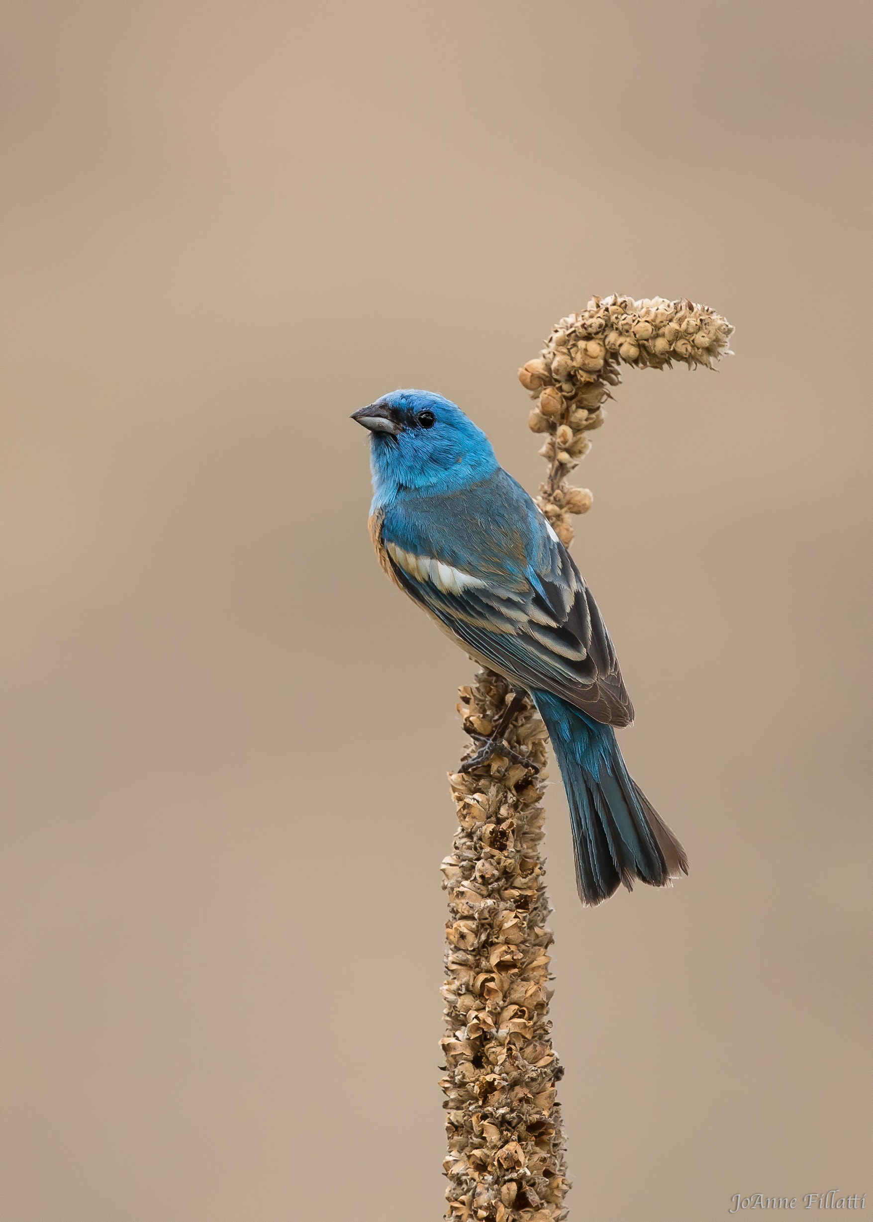 bird of british columbia image 25